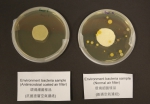 使用科大抗菌涂层空气滤纸(左)的环境细菌样本，与使用普通空气滤纸(右)样本的比较。 - 香港科技大学