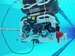 Beluga in action underwater. - 香港科技大学