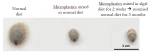 陈教授的研究发现，若船螺的幼体在含高浓度微胶粒的环境下成长，微胶粒被移除后，它亦无法回复正常的生长速度。 - 香港科技大学