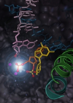 在校对RNA转录中，RNA聚合酶II经历剪切错置核苷酸（图中黄色部分）的过程。 - 香港科技大学